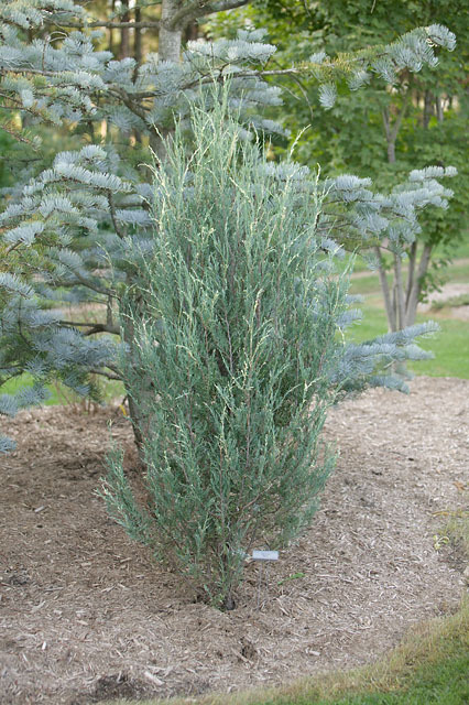 Juniperus virginiana 