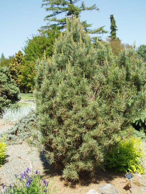 Pinus sylvestris 