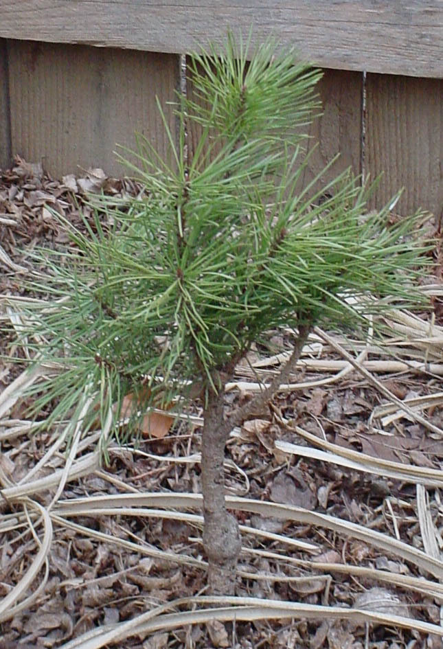 Pinus sylvestris 