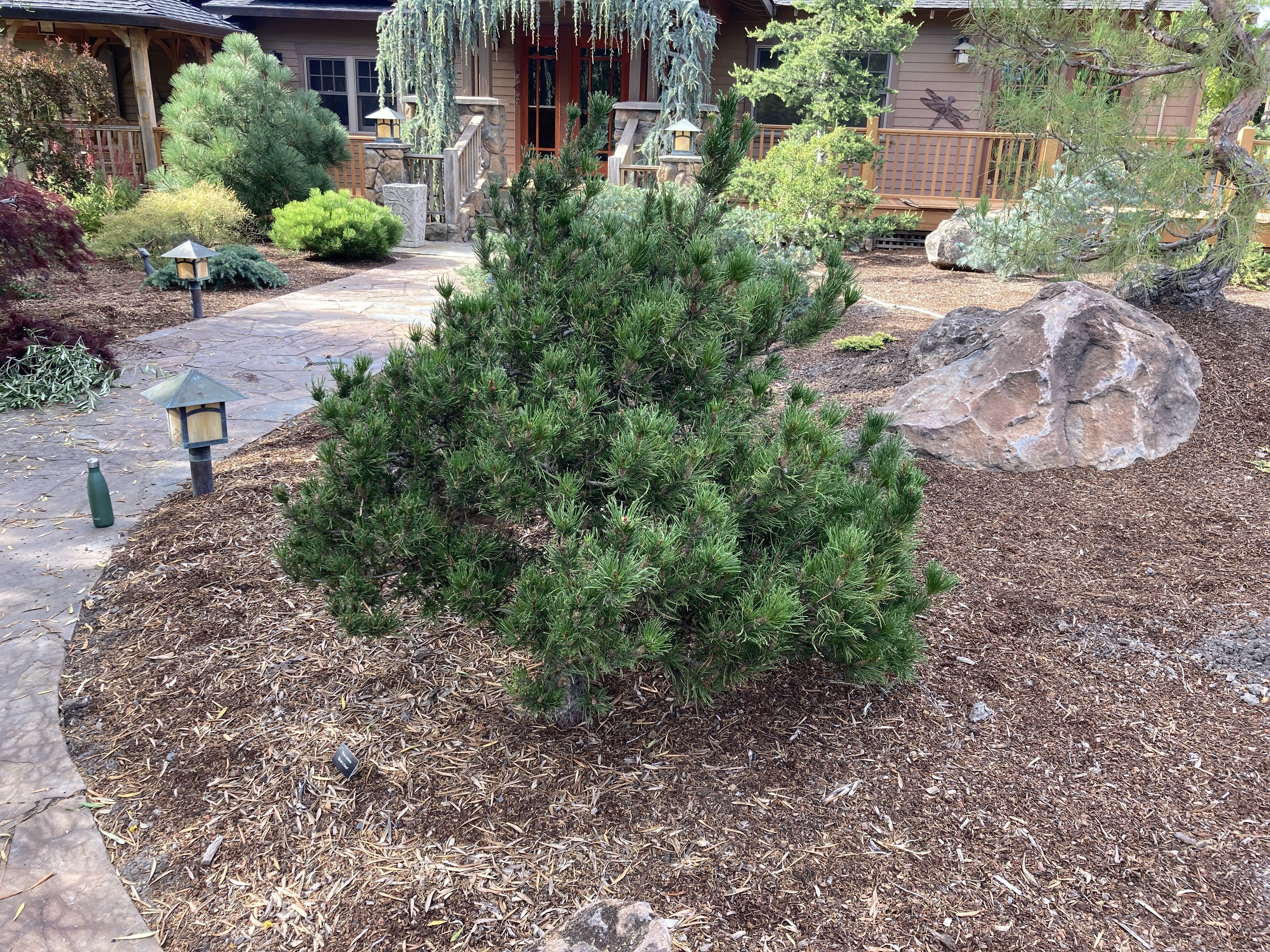 Pinus contorta 