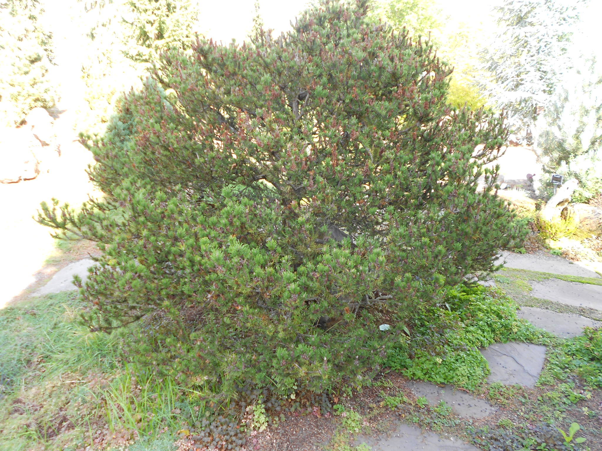Pinus contorta 