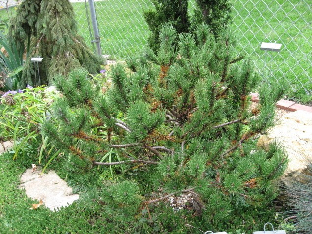 Pinus contorta 
