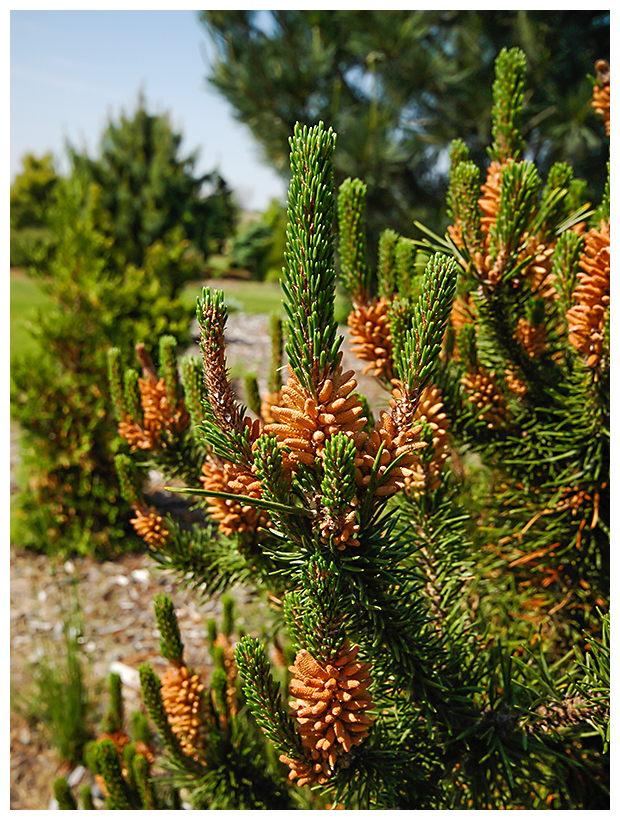 Pinus contorta 