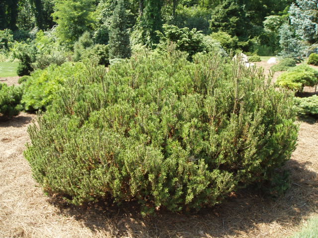 Pinus mugo 