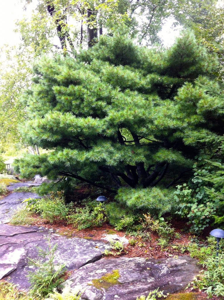 Pinus strobus 