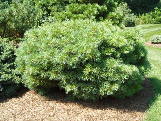 Pinus strobus 