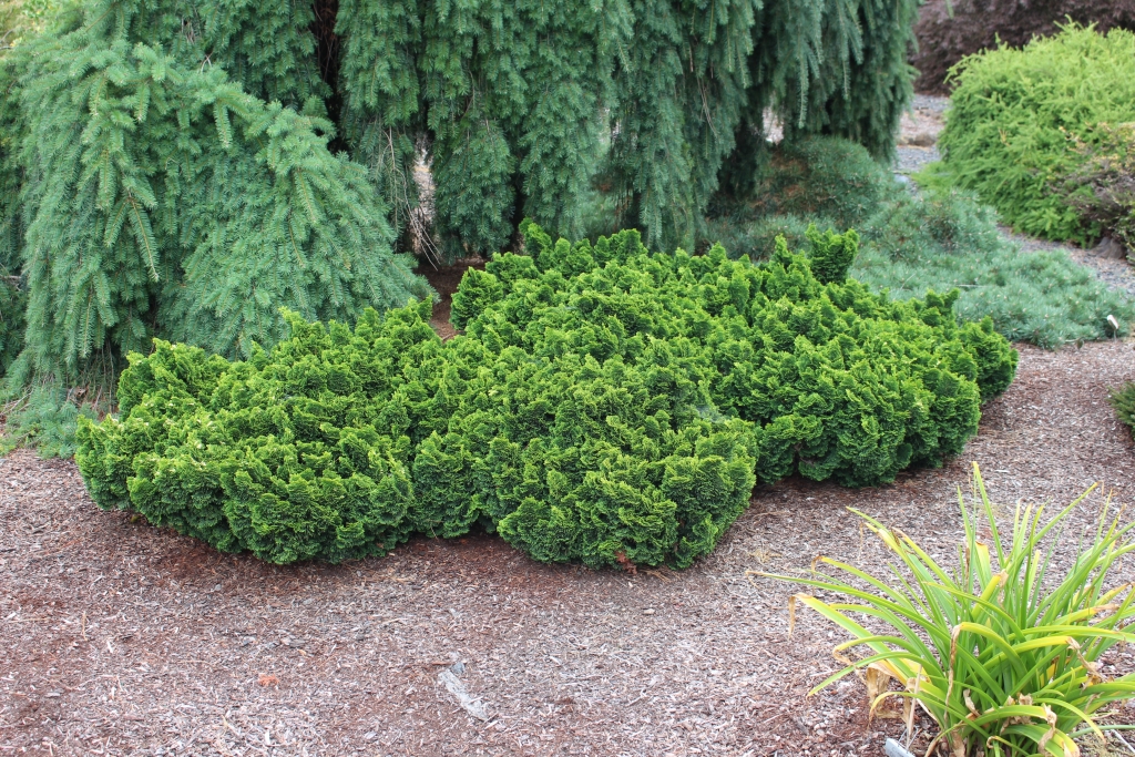 Chamaecyparis obtusa 