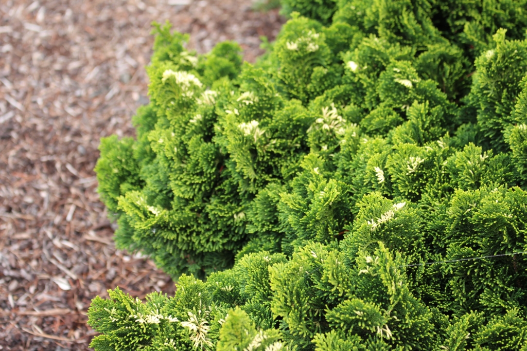 Chamaecyparis obtusa 