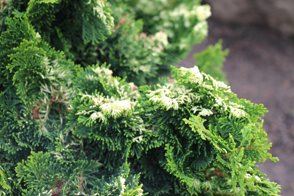 Chamaecyparis obtusa 