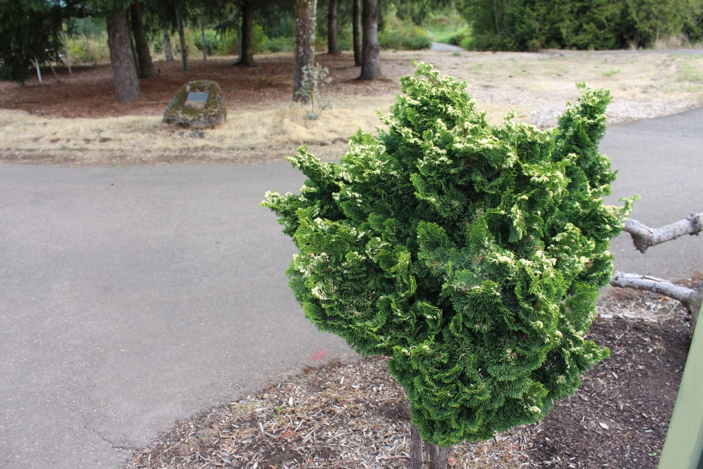 Chamaecyparis obtusa 