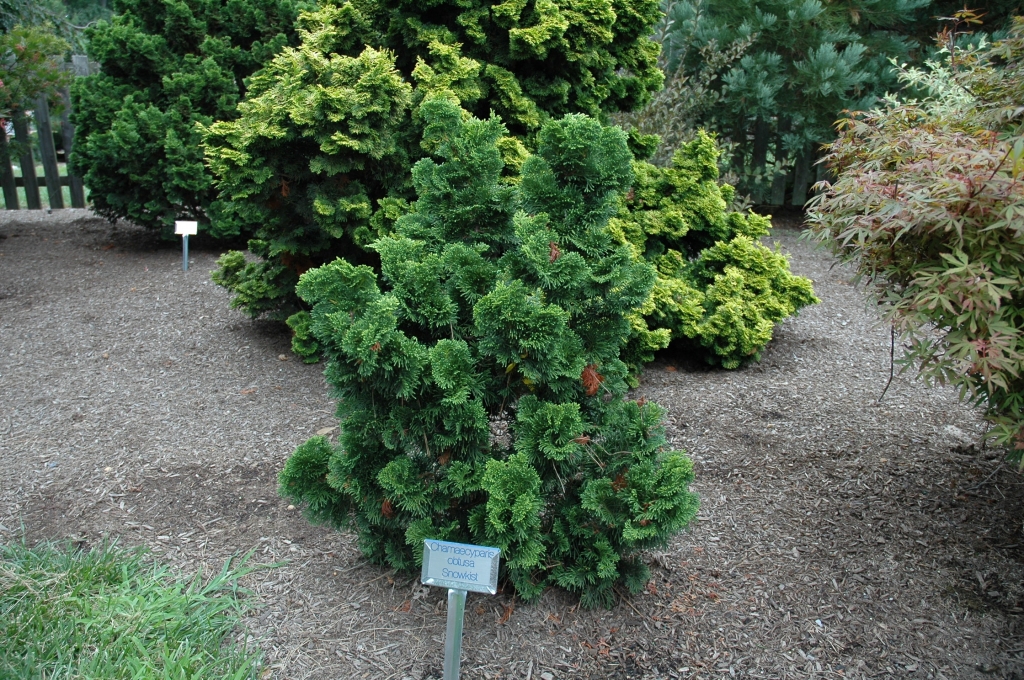 Chamaecyparis obtusa 