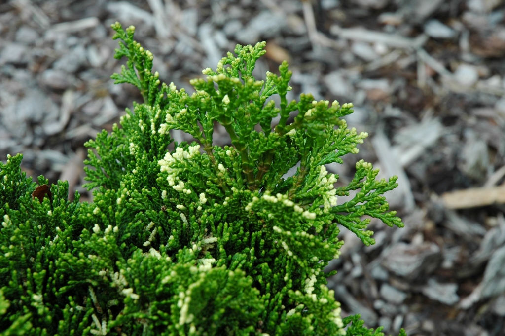 Chamaecyparis obtusa 