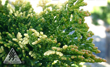 Chamaecyparis obtusa 