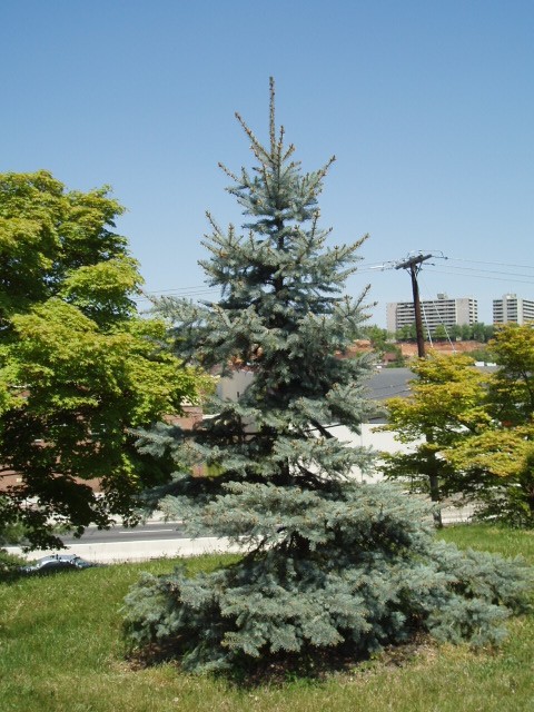 Picea pungens 