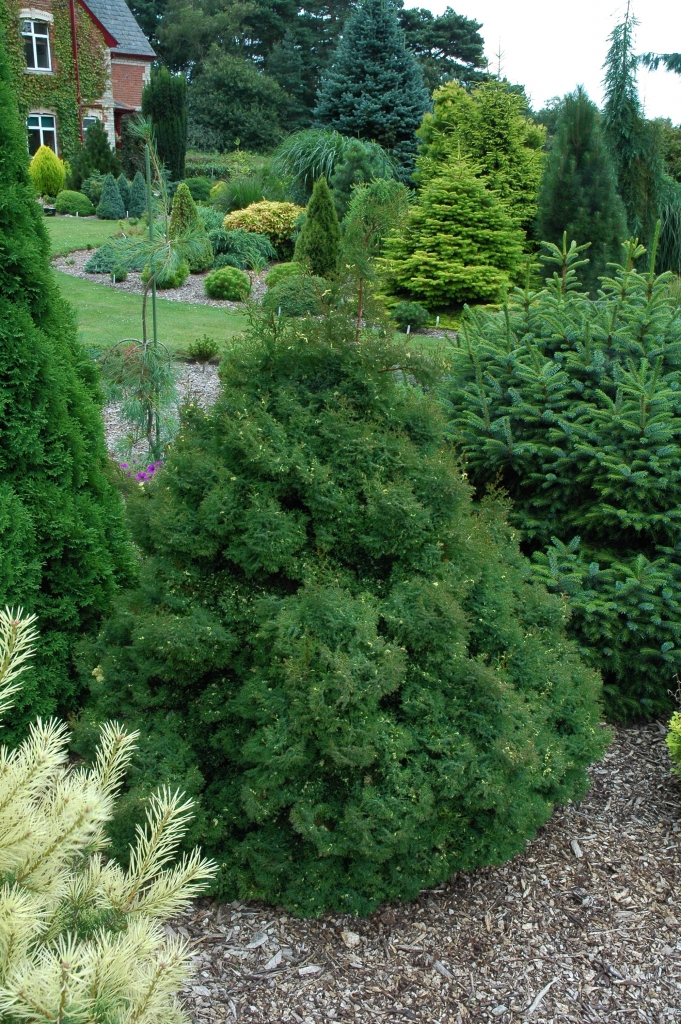 Chamaecyparis obtusa 