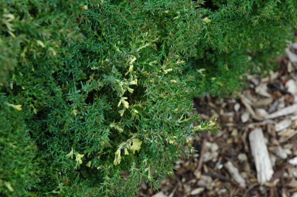 Chamaecyparis obtusa 