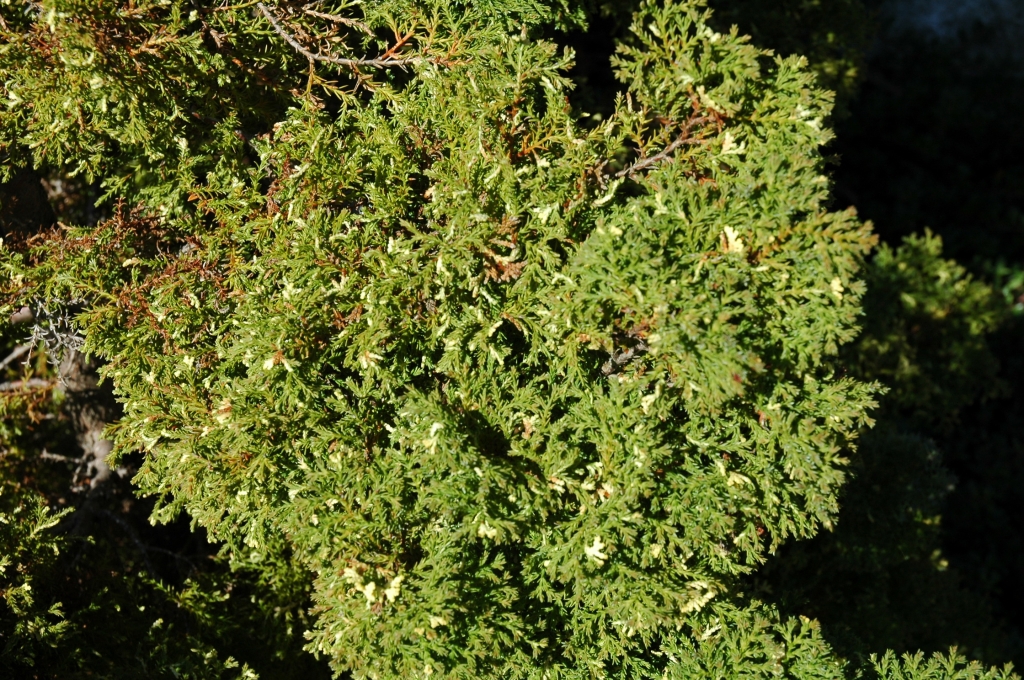 Chamaecyparis obtusa 