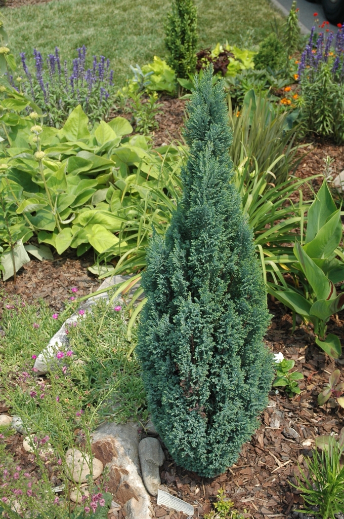 Chamaecyparis lawsoniana 