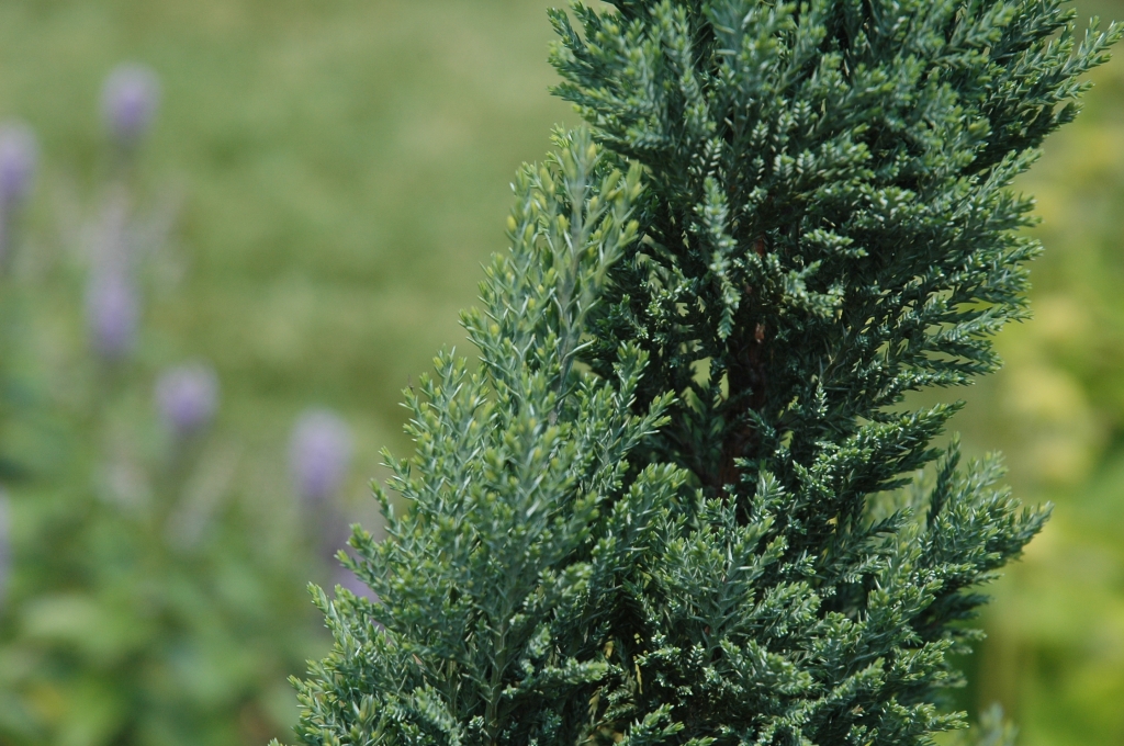Chamaecyparis lawsoniana 