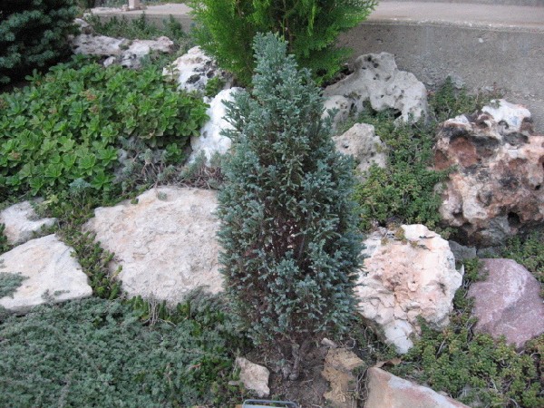 Chamaecyparis lawsoniana 
