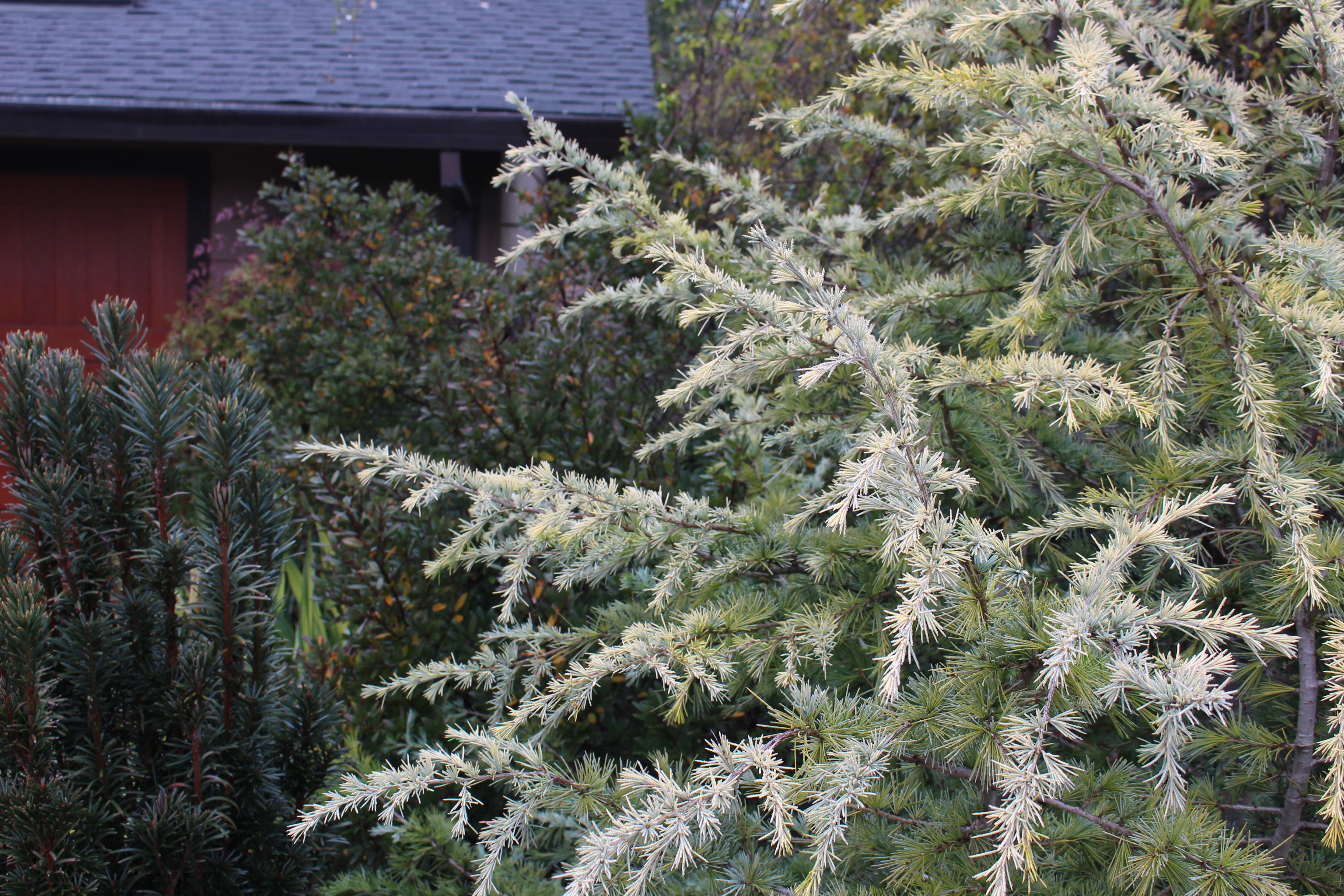 Cedrus deodara 