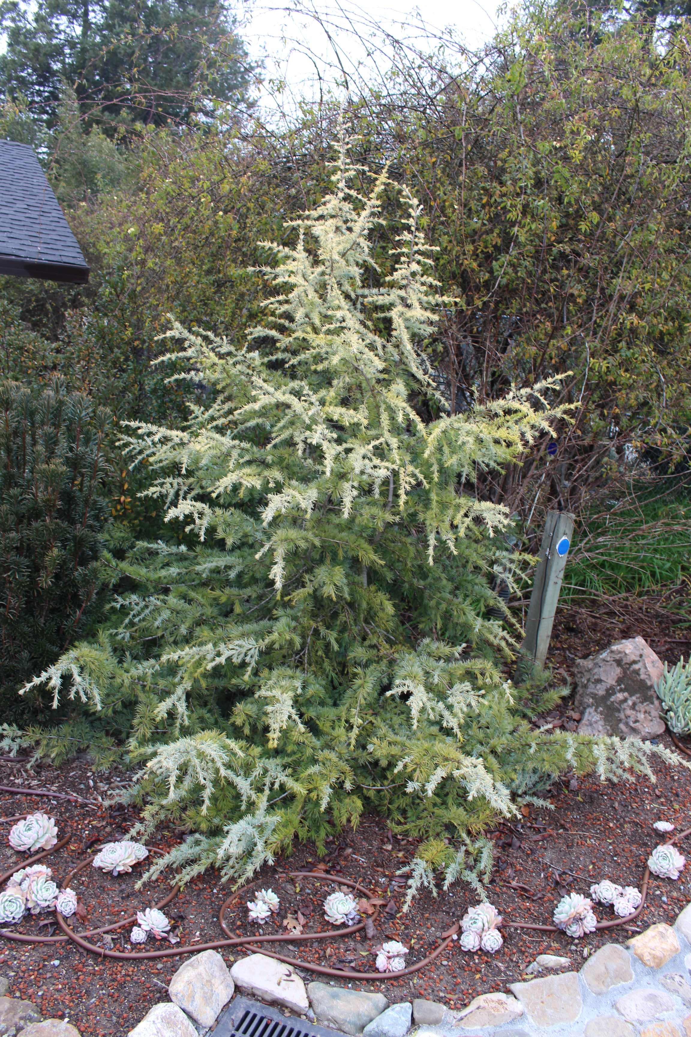 Cedrus deodara 