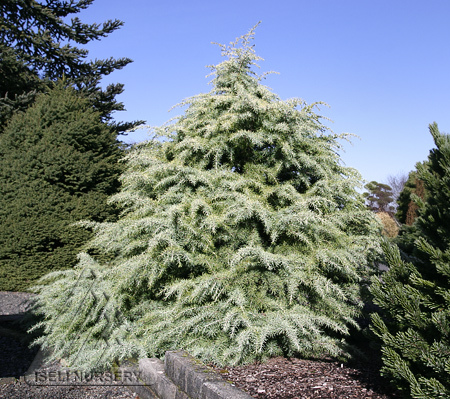 Cedrus deodara 