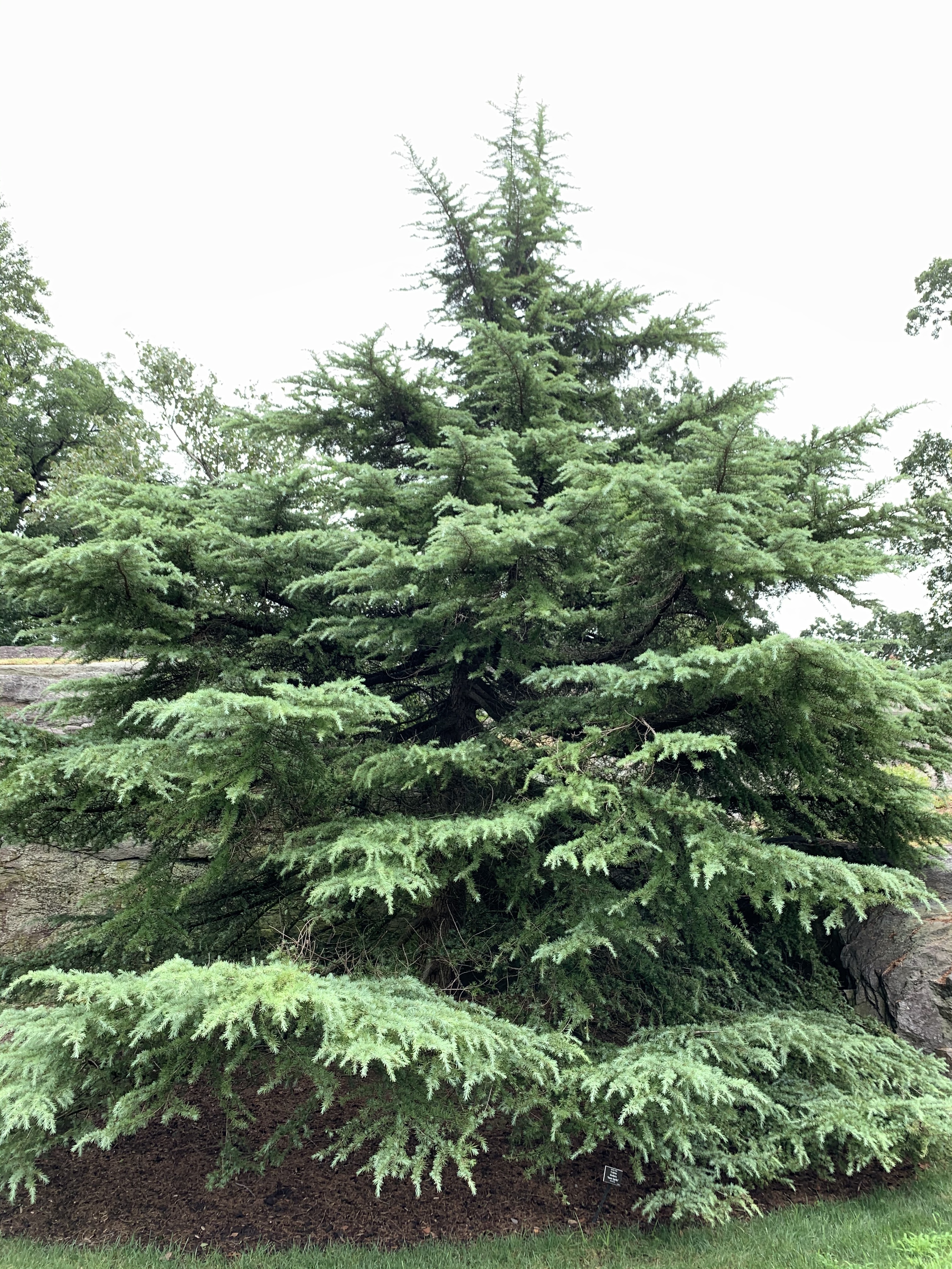 Cedrus deodara 