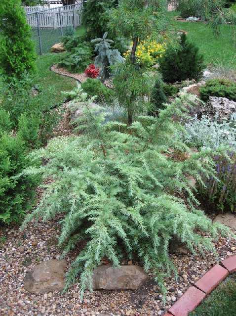 Cedrus deodara 