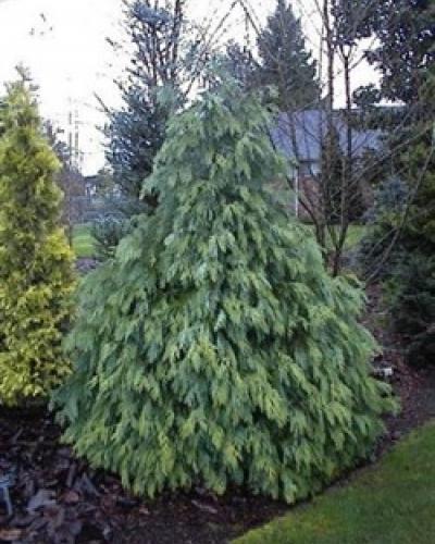 Chamaecyparis lawsoniana 