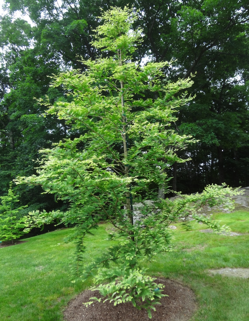 Metasequoia glyptostroboides 
