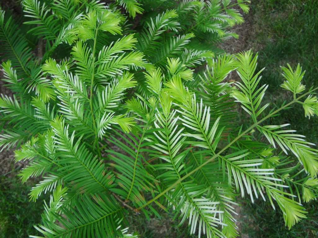 Metasequoia glyptostroboides 