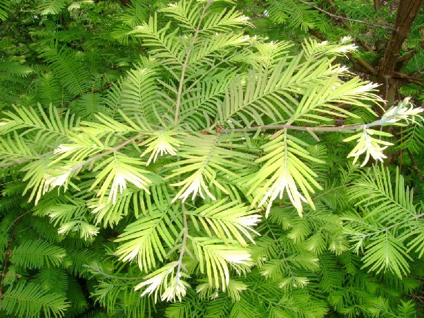 Metasequoia glyptostroboides 