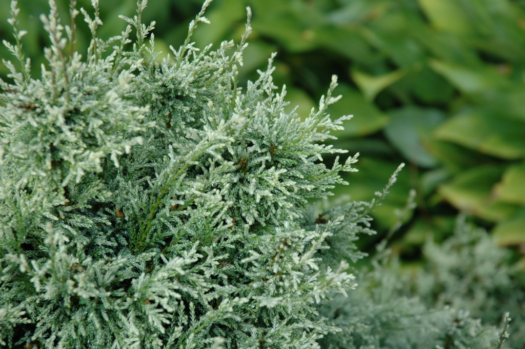 Chamaecyparis pisifera 