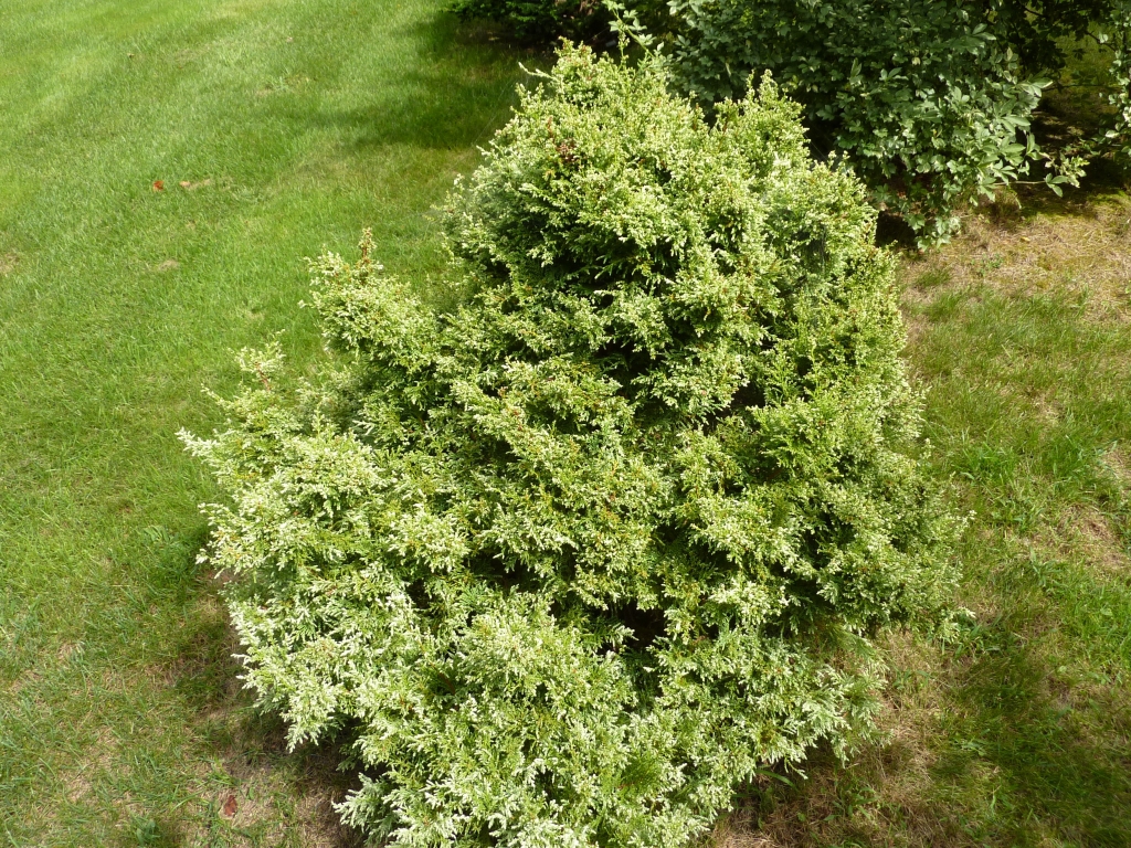 Chamaecyparis pisifera 