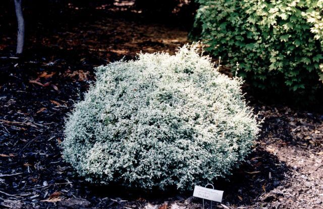Chamaecyparis pisifera 