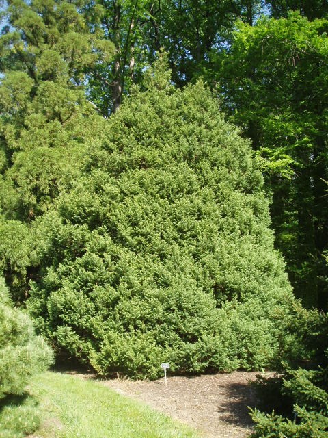 Chamaecyparis pisifera 