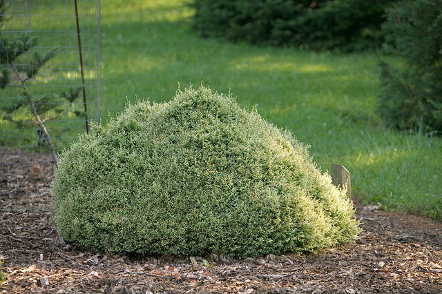 Chamaecyparis pisifera 