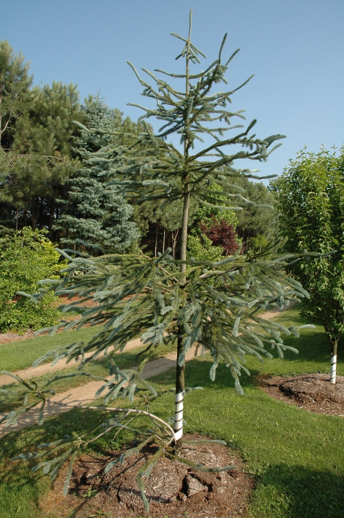 Picea engelmannii 