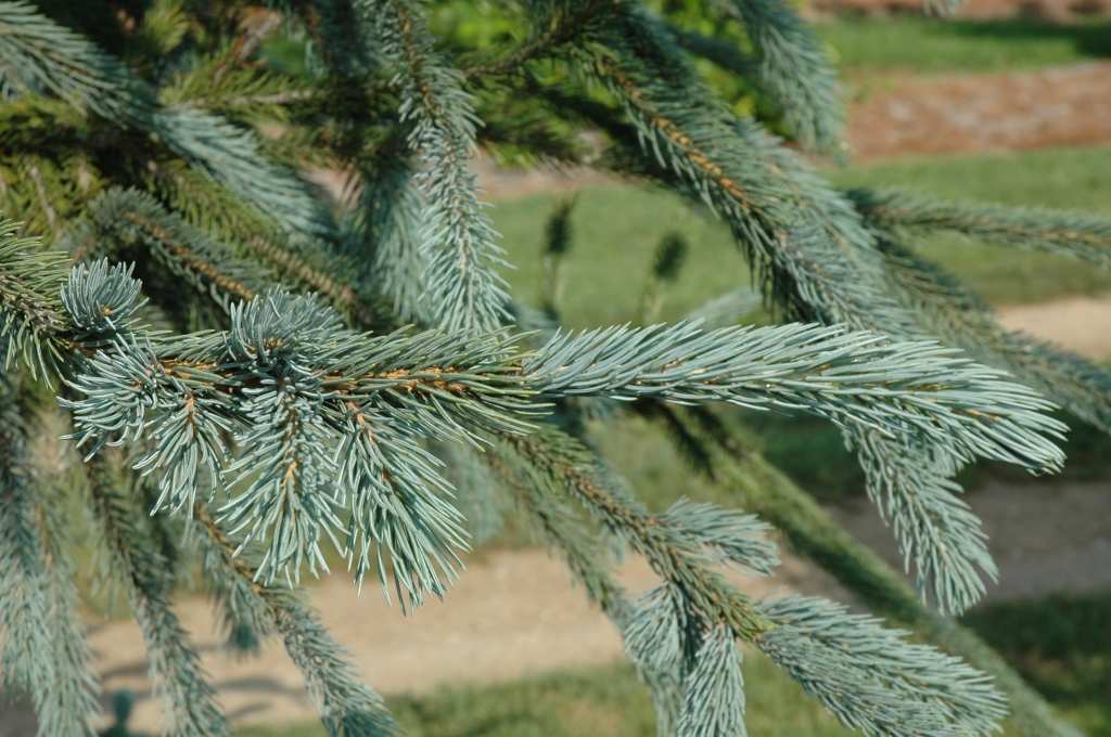 Picea engelmannii 