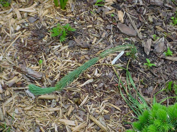 Picea engelmannii 