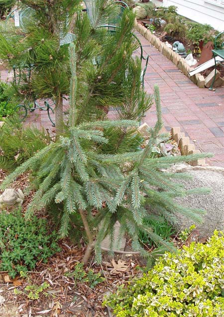 Picea engelmannii 
