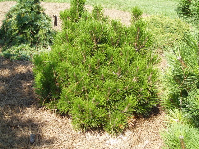 Pinus heldreichii 