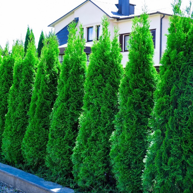 Thuja occidentalis 