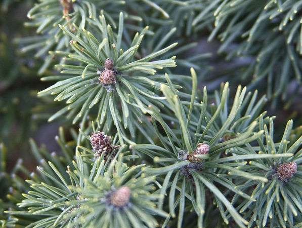 Pinus mugo 