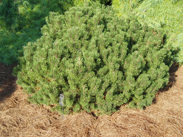 Pinus mugo 