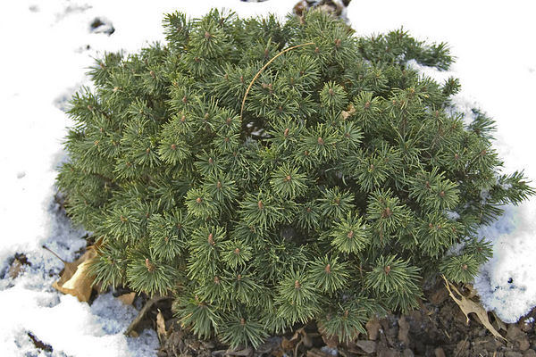 Pinus mugo 