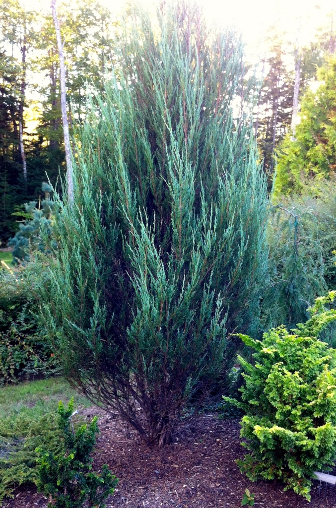 Juniperus scopulorum 