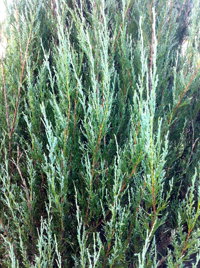 Juniperus scopulorum 