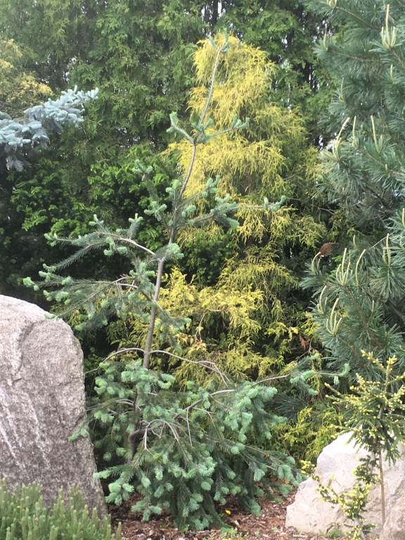 Pseudotsuga menziesii 